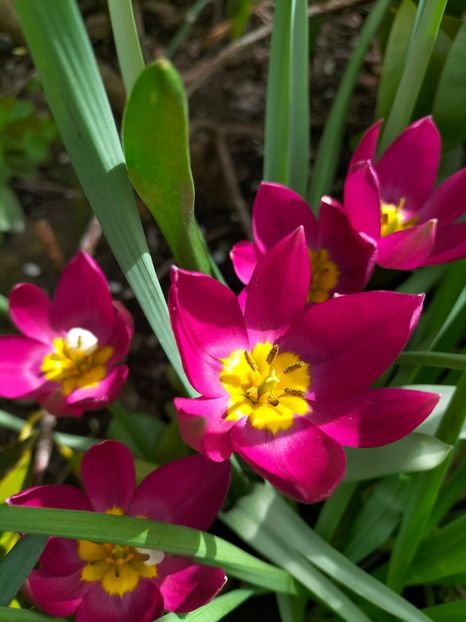 Persian Pearl, lalele botanice - Grădina 2022