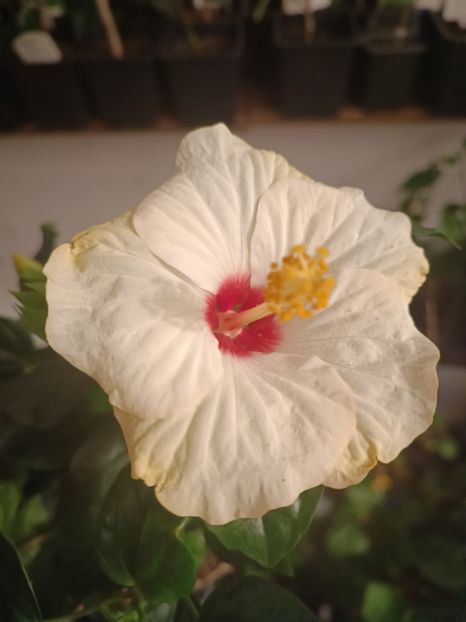  - Hibiscus Veneție White