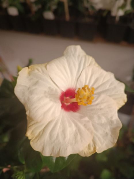  - Hibiscus Veneție White