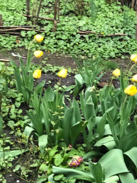 WhatsApp Image 2022-04-25 at 16.40.23 (4) - 01 25 04 2022 A doua zi de PASTE