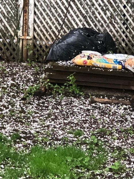 WhatsApp Image 2022-04-25 at 17.02.29 (7) - 01 25 04 2022 A doua zi de PASTE