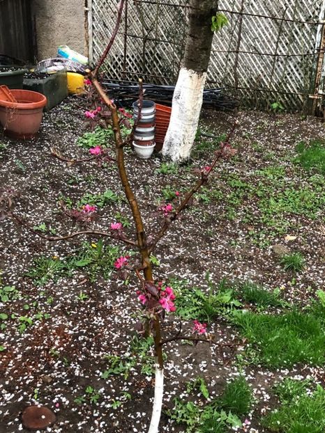 WhatsApp Image 2022-04-25 at 17.02.29 (8) - 01 25 04 2022 A doua zi de PASTE