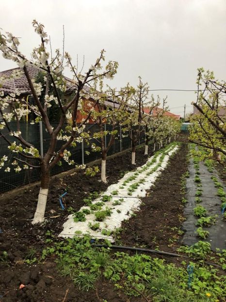 WhatsApp Image 2022-04-25 at 17.02.29 (16) - 01 25 04 2022 A doua zi de PASTE