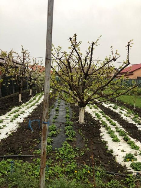 WhatsApp Image 2022-04-25 at 17.02.29 (17) - 01 25 04 2022 A doua zi de PASTE