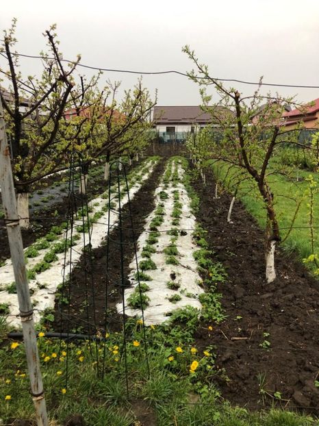 WhatsApp Image 2022-04-25 at 17.02.29 (18) - 01 25 04 2022 A doua zi de PASTE