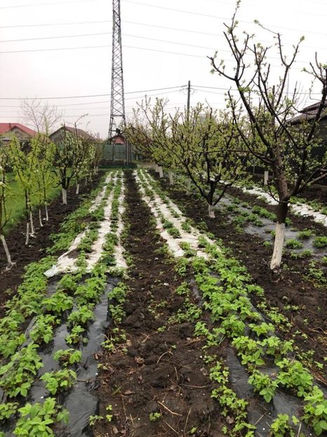 WhatsApp Image 2022-04-25 at 17.02.48 (1) - 01 25 04 2022 A doua zi de PASTE