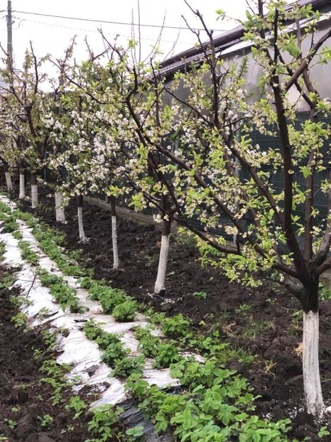 WhatsApp Image 2022-04-25 at 17.02.48 (3) - 01 25 04 2022 A doua zi de PASTE