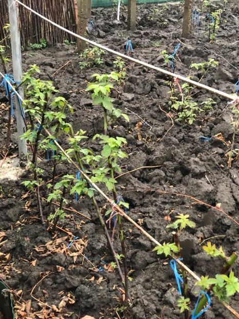 WhatsApp Image 2022-04-25 at 17.02.48 (4) - 01 25 04 2022 A doua zi de PASTE