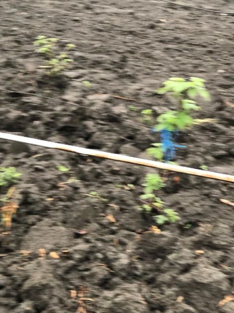 WhatsApp Image 2022-04-25 at 17.02.48 (5) - 01 25 04 2022 A doua zi de PASTE