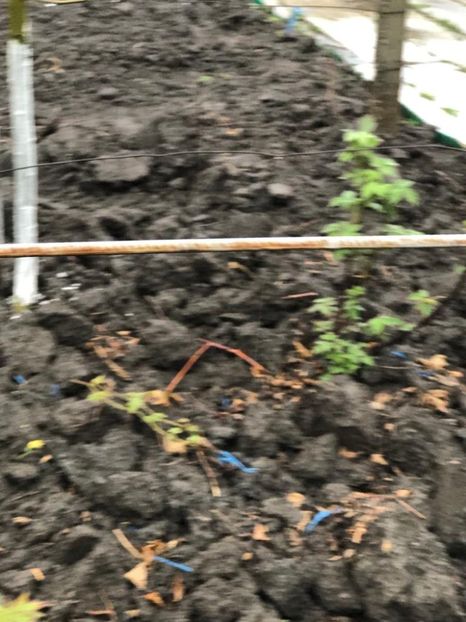 WhatsApp Image 2022-04-25 at 17.02.48 (7) - 01 25 04 2022 A doua zi de PASTE