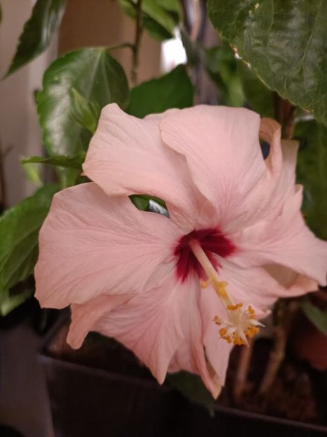  - Hibiscus Clasic Pink