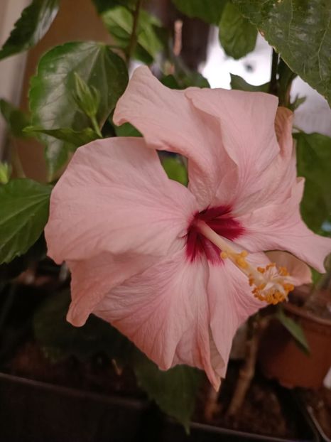  - Hibiscus Clasic Pink