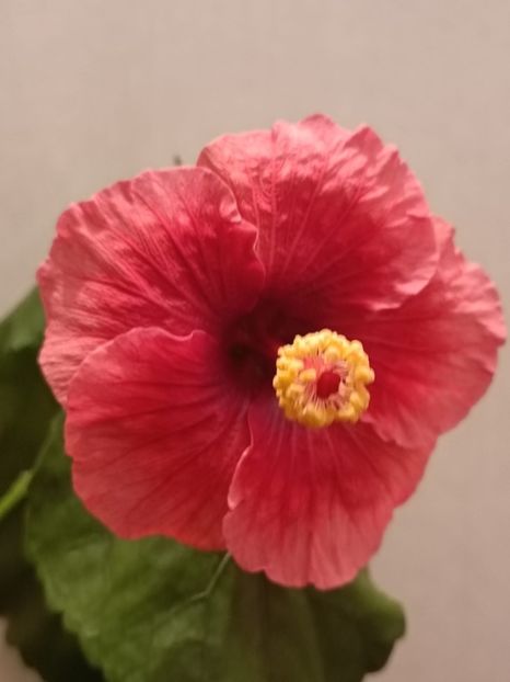  - Hibiscus Grace