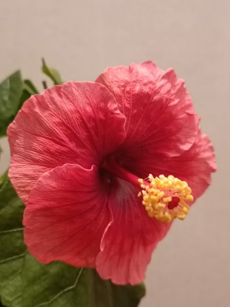  - Hibiscus Grace