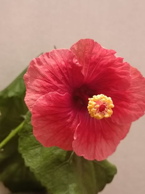  - Hibiscus Grace