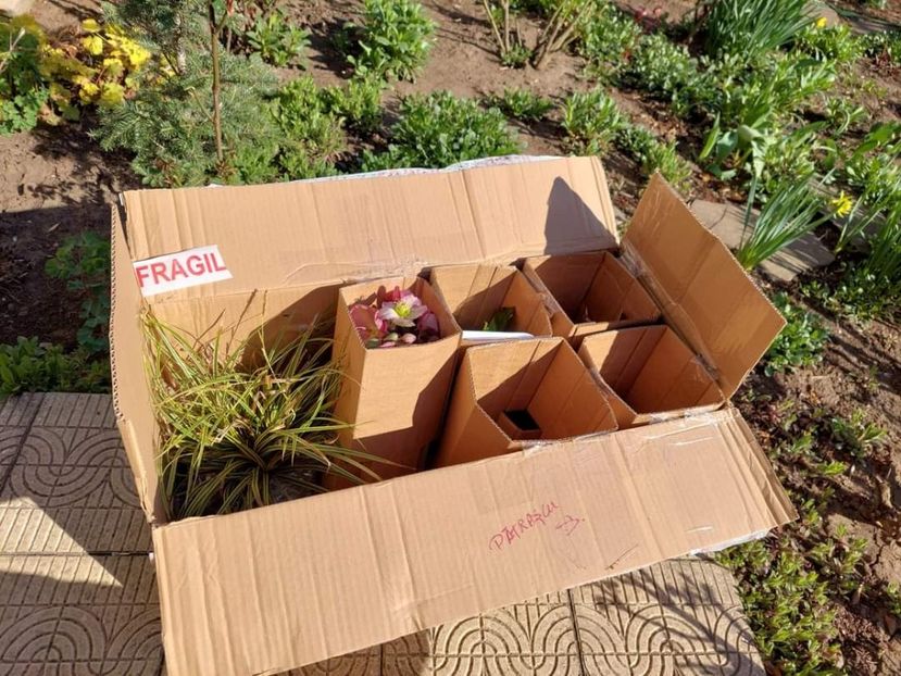  - aaa Comanda plante 2022 2023 2024