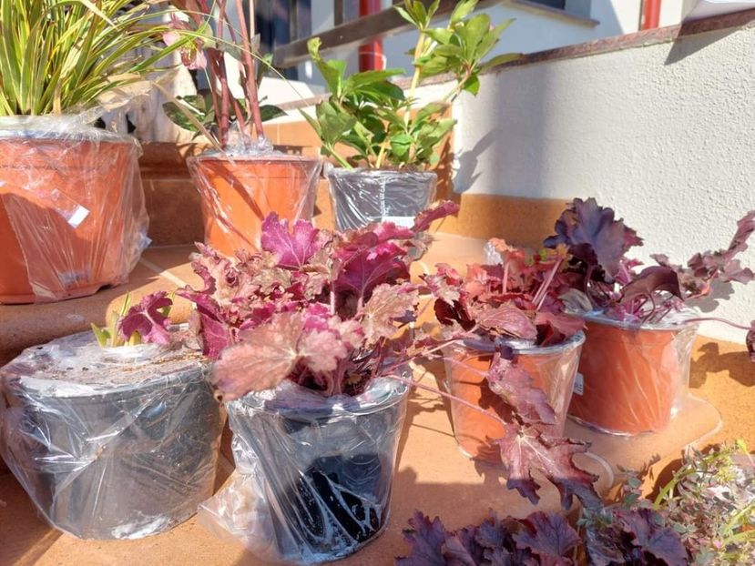 Comanda gradina chic - aaa Comanda plante 2022 2023 2024