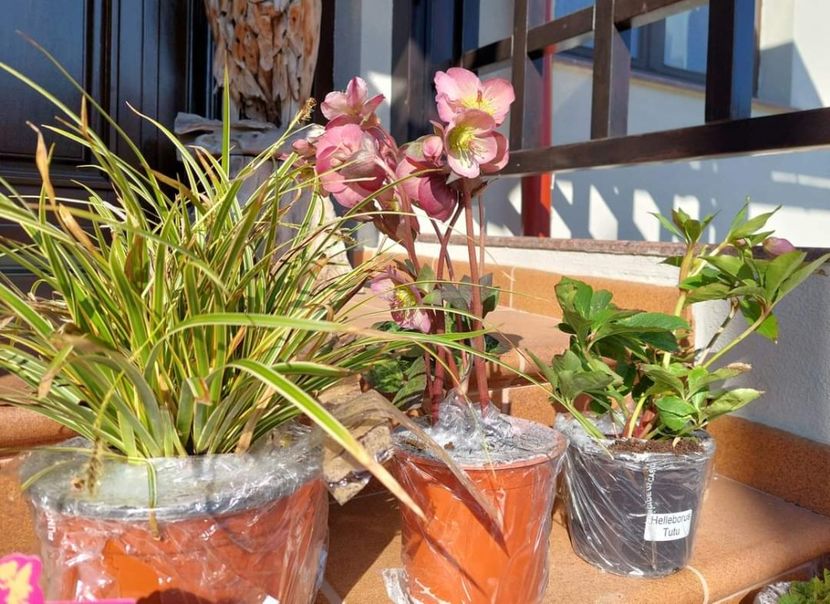  - aaa Comanda plante 2022 2023 2024