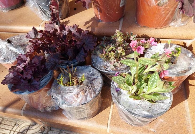  - aaa Comanda plante 2022 2023 2024