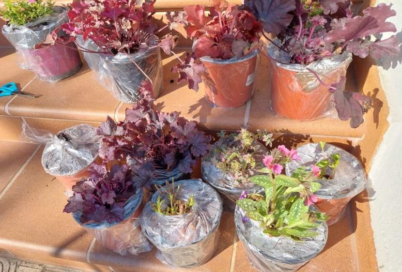  - aaa Comanda plante 2022 2023 2024