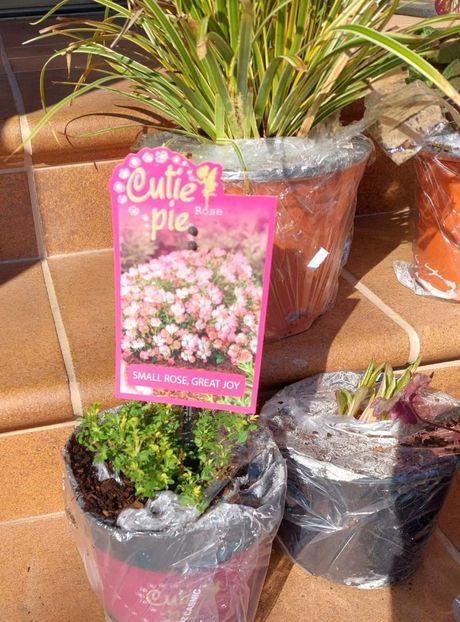  - aaa Comanda plante 2022 2023 2024