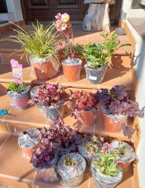  - aaa Comanda plante 2022 2023 2024