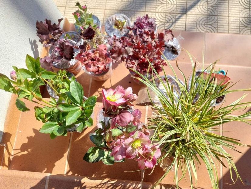  - aaa Comanda plante 2022 2023 2024