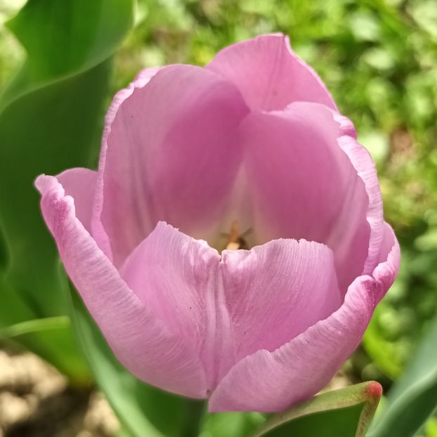  - AAAA_LALELE 2019_2020_2022_2023