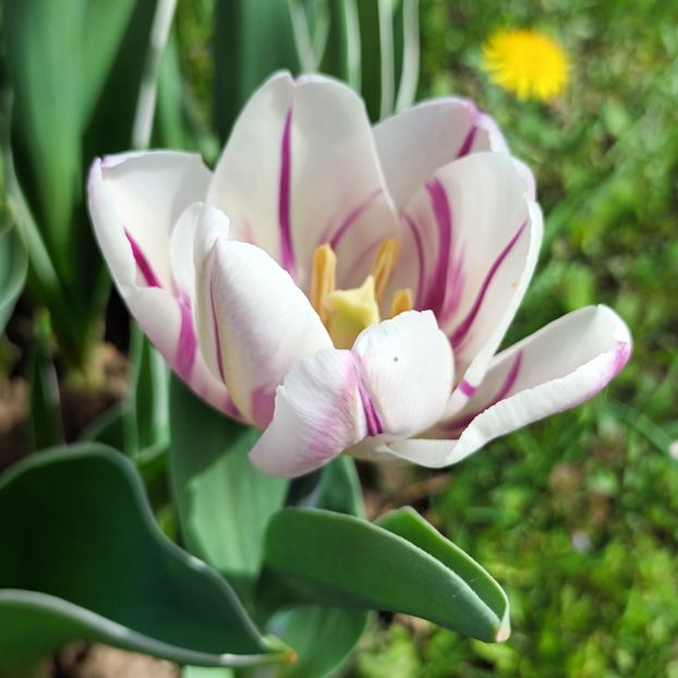  - AAAA_LALELE 2019_2020_2022_2023