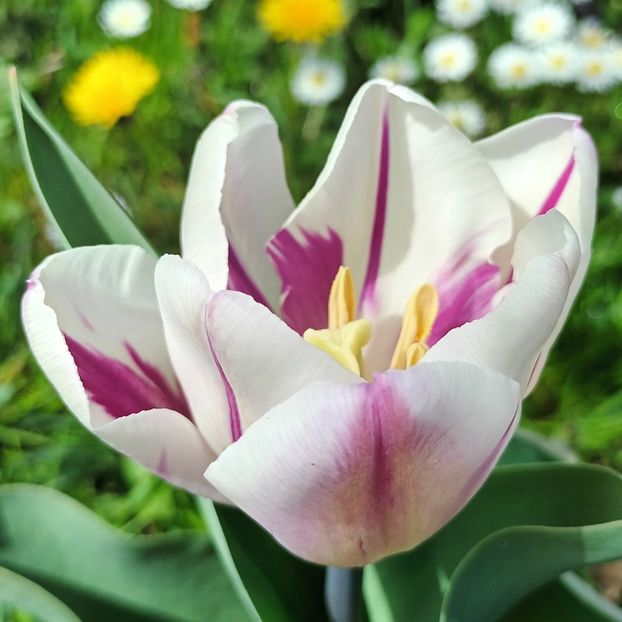  - AAAA_LALELE 2019_2020_2022_2023