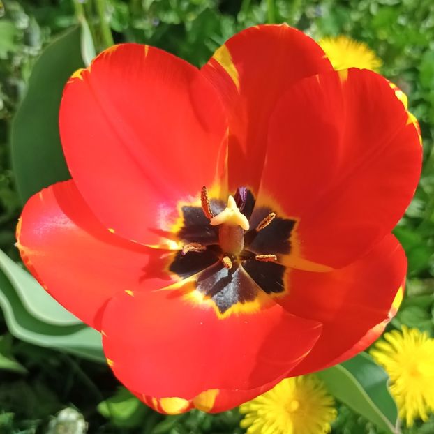  - AAAA_LALELE 2019_2020_2022_2023