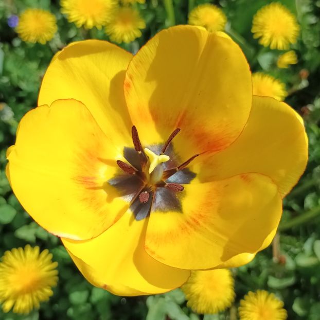  - AAAA_LALELE 2019_2020_2022_2023