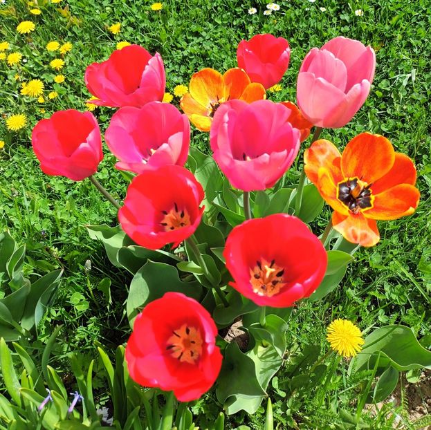  - AAAA_LALELE 2019_2020_2022_2023