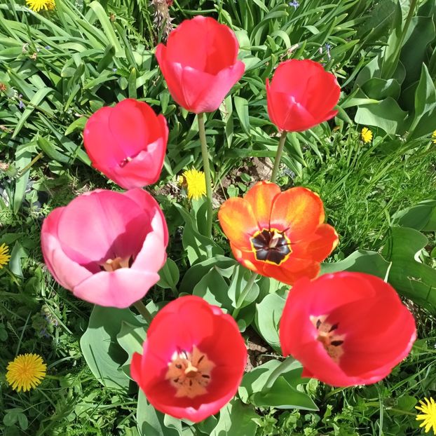  - AAAA_LALELE 2019_2020_2022_2023