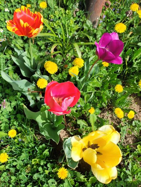  - AAAA_LALELE 2019_2020_2022_2023