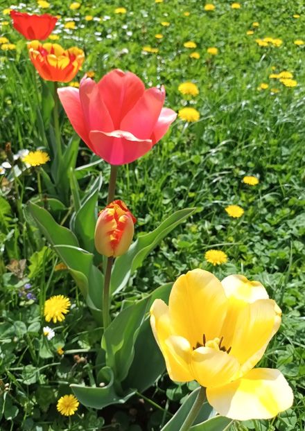  - AAAA_LALELE 2019_2020_2022_2023