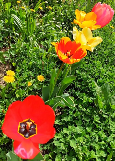  - AAAA_LALELE 2019_2020_2022_2023