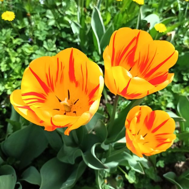  - AAAA_LALELE 2019_2020_2022_2023