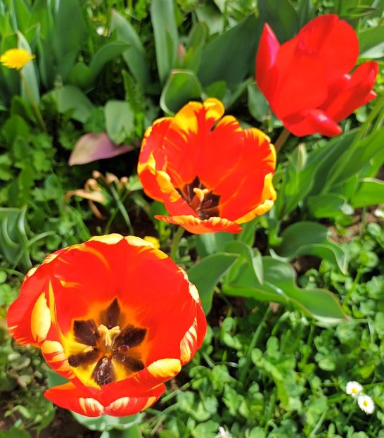  - AAAA_LALELE 2019_2020_2022_2023