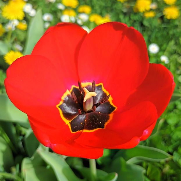  - AAAA_LALELE 2019_2020_2022_2023