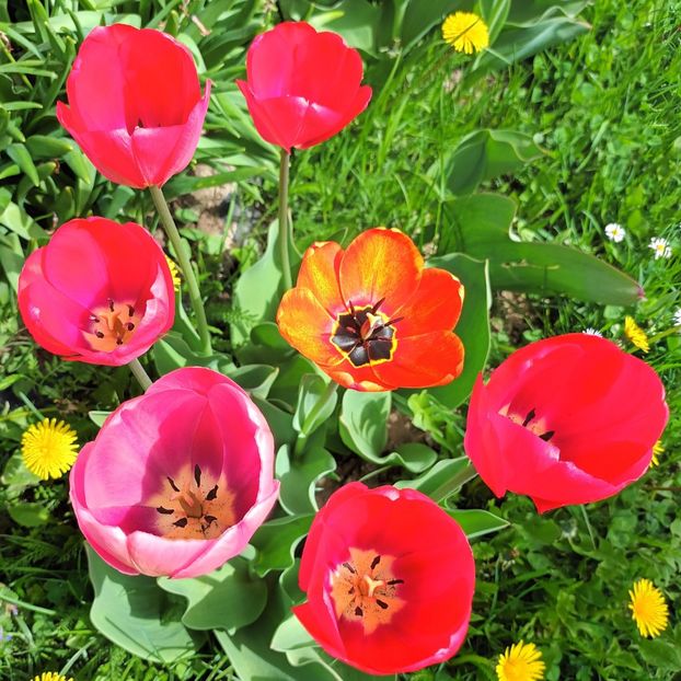  - AAAA_LALELE 2019_2020_2022_2023