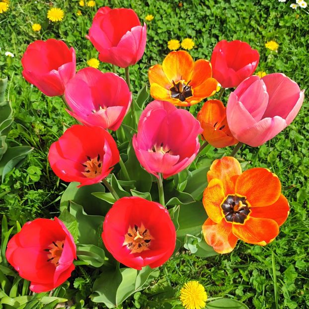  - AAAA_LALELE 2019_2020_2022_2023