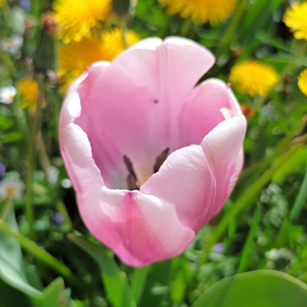  - AAAA_LALELE 2019_2020_2022_2023