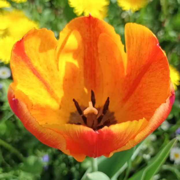  - AAAA_LALELE 2019_2020_2022_2023