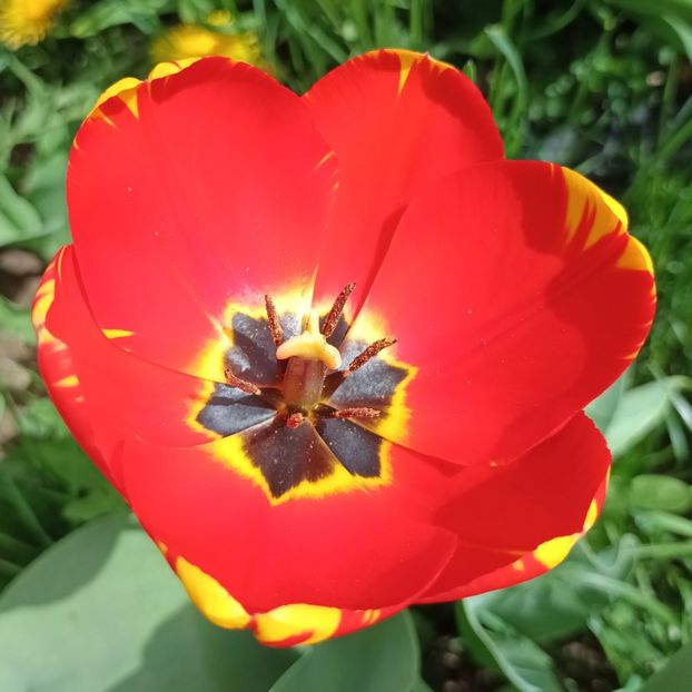  - AAAA_LALELE 2019_2020_2022_2023