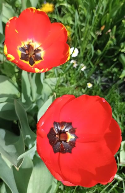  - AAAA_LALELE 2019_2020_2022_2023