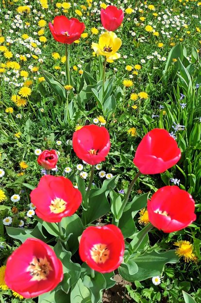  - AAAA_LALELE 2019_2020_2022_2023