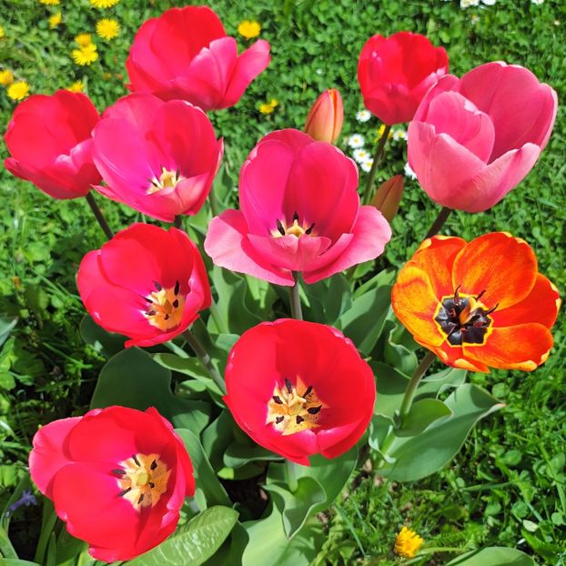  - AAAA_LALELE 2019_2020_2022_2023