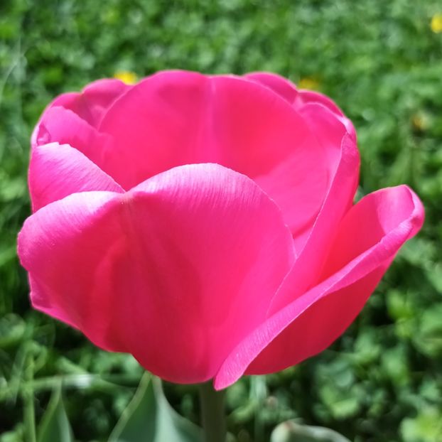  - AAAA_LALELE 2019_2020_2022_2023