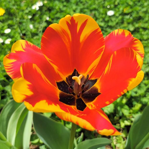  - AAAA_LALELE 2019_2020_2022_2023